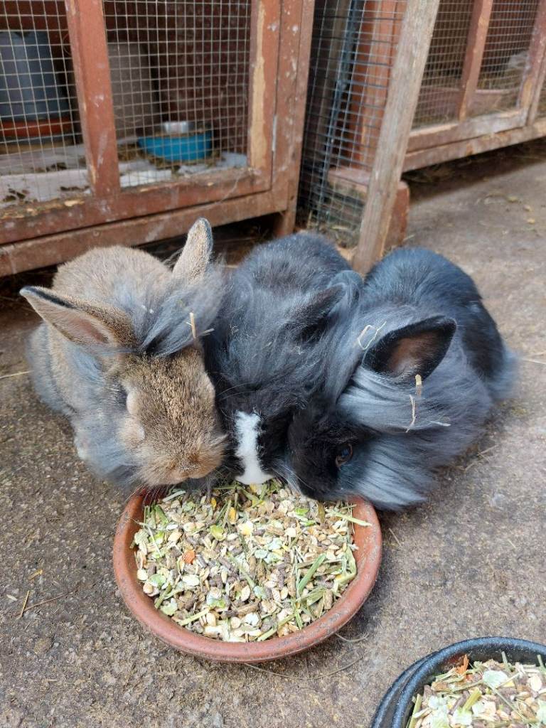 Male lionhead crossed rabbits