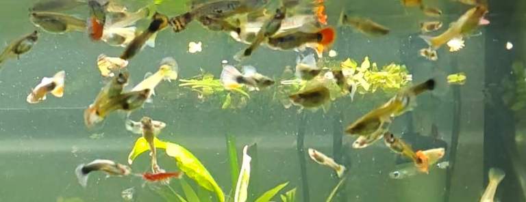 Colourful Guppies and Sakura Cherry Shrimp