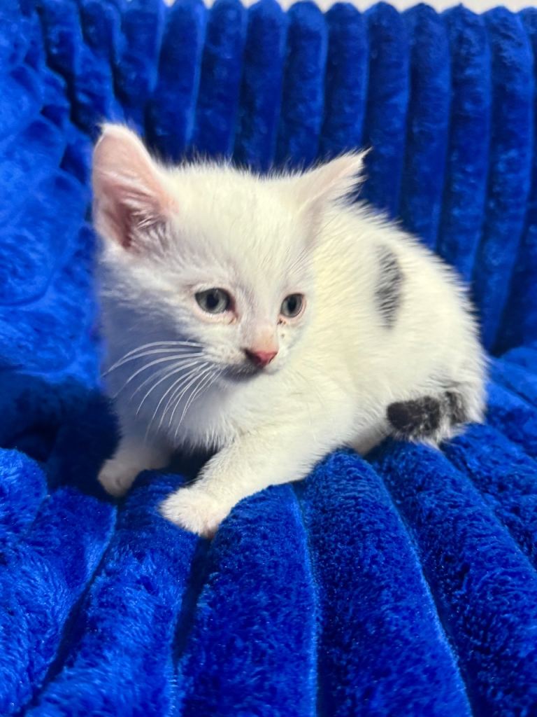 The cat kitten white boy