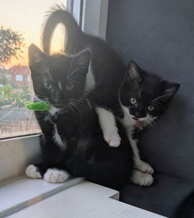 5 playful tuxedo kittens ready for new homes now