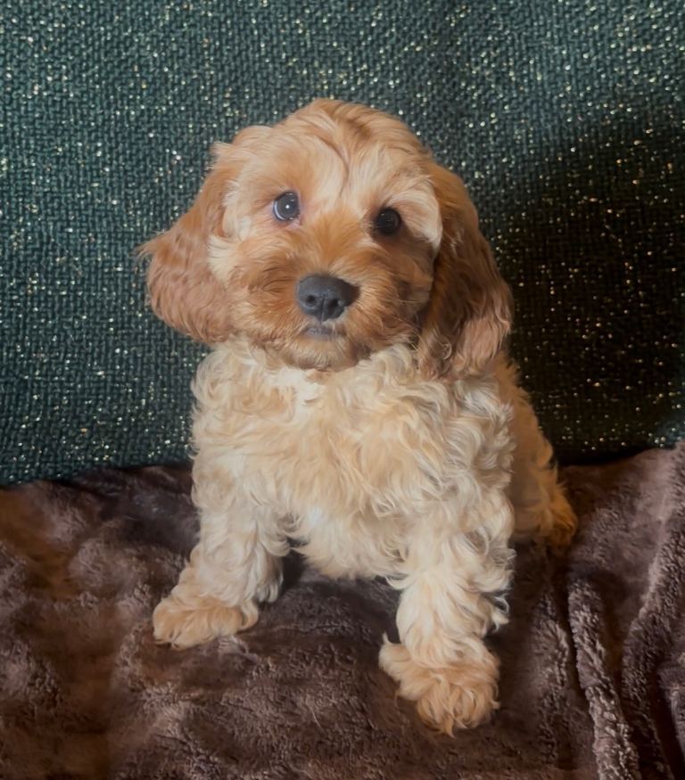Gorgeous Golden and Fox Red Cavapoos