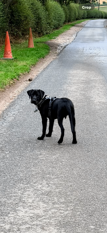 Black male Labrador 