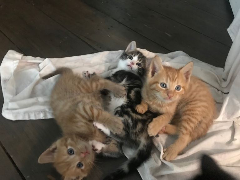 Mixed kittens 