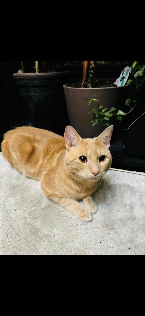 Orange male cat