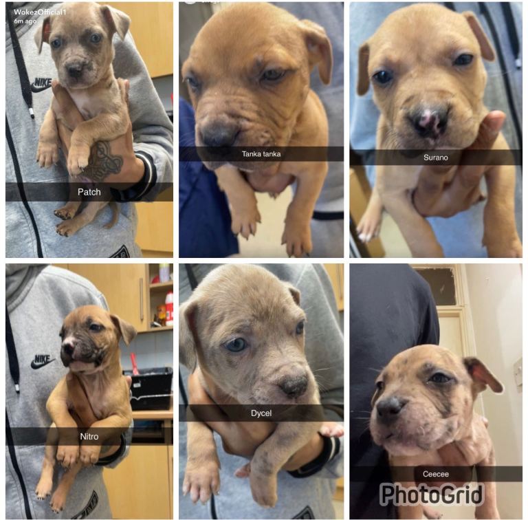 Mixed breed puppies for sale 