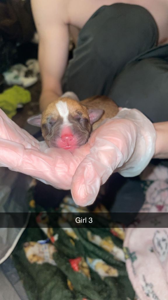 American bully x American bulldog