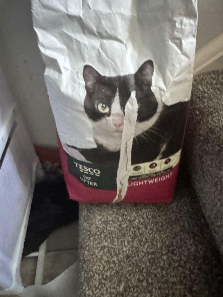Free cat litter 