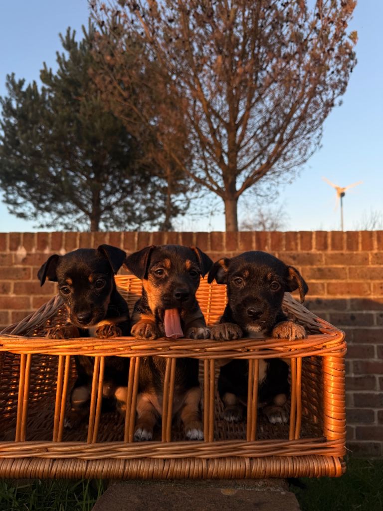 wenlock jack russel puppies 
