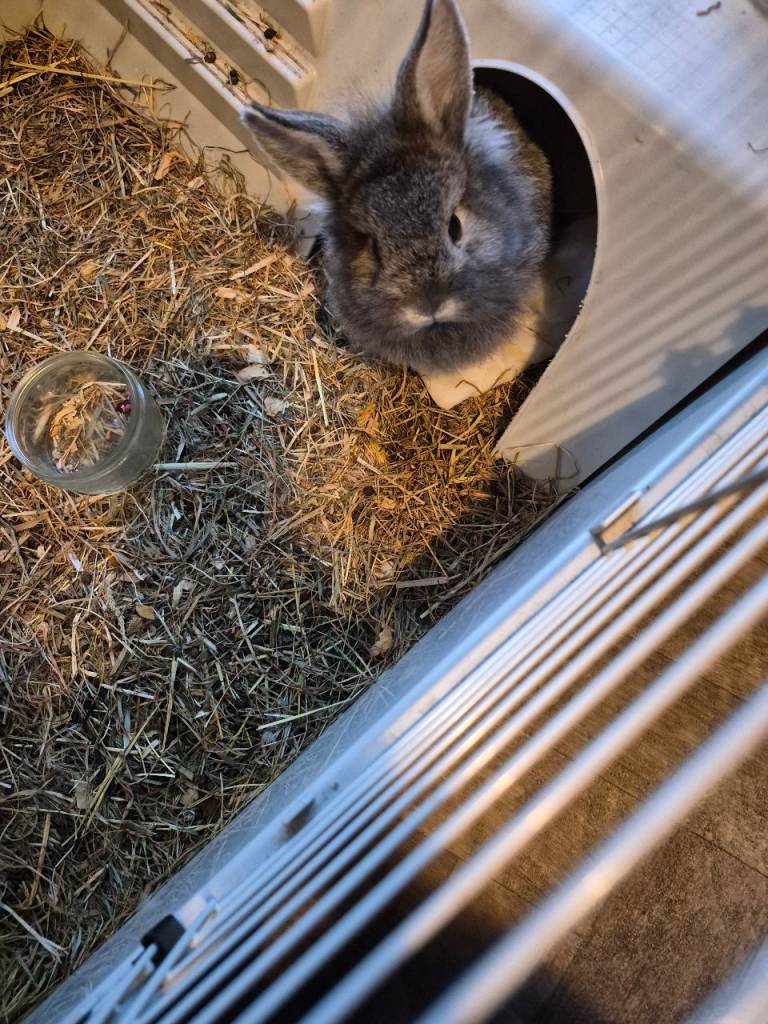 Rabbits ready for forever homes