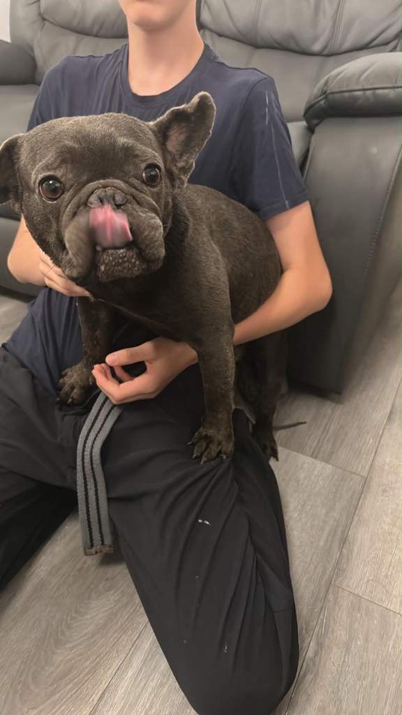 4 year old kc registered French bulldog