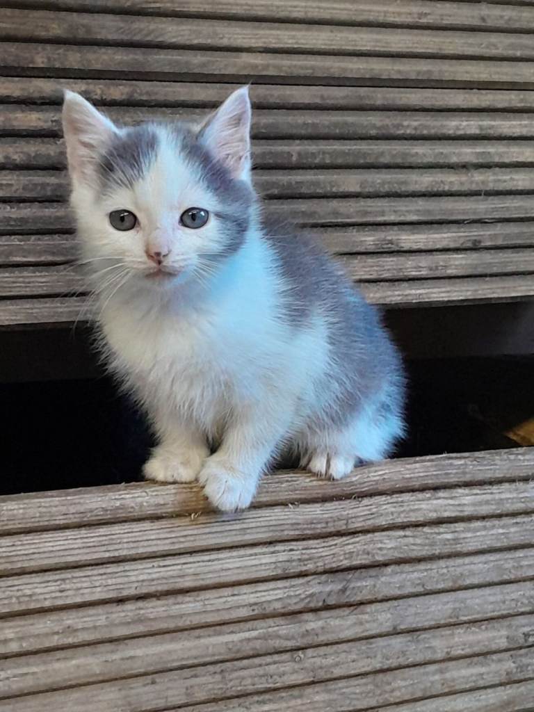 Kittens for sale. Ginger one is sold