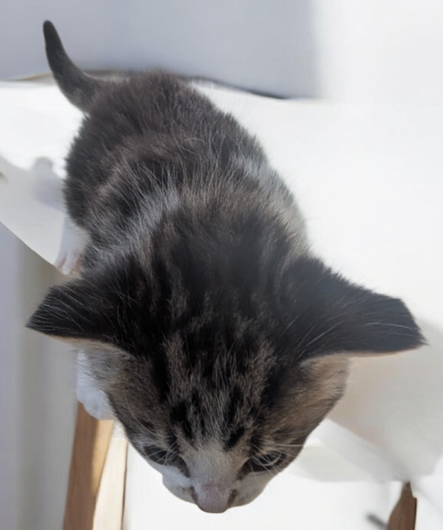 Kitten looking for her forever home