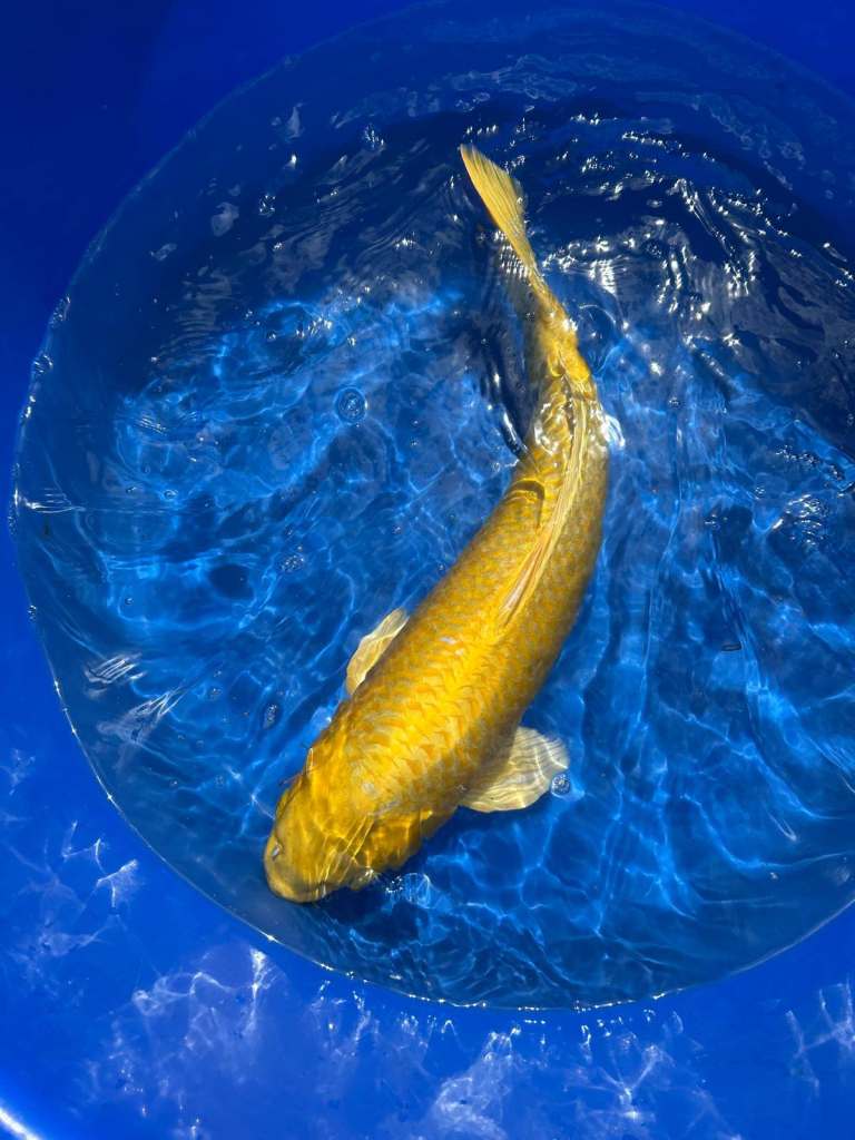 High Grade Japanese Koi
