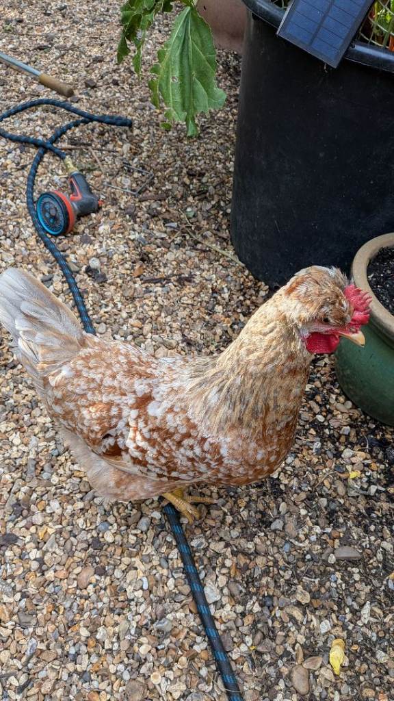 2 Swedish Flower hens For Sale Stunning Birds