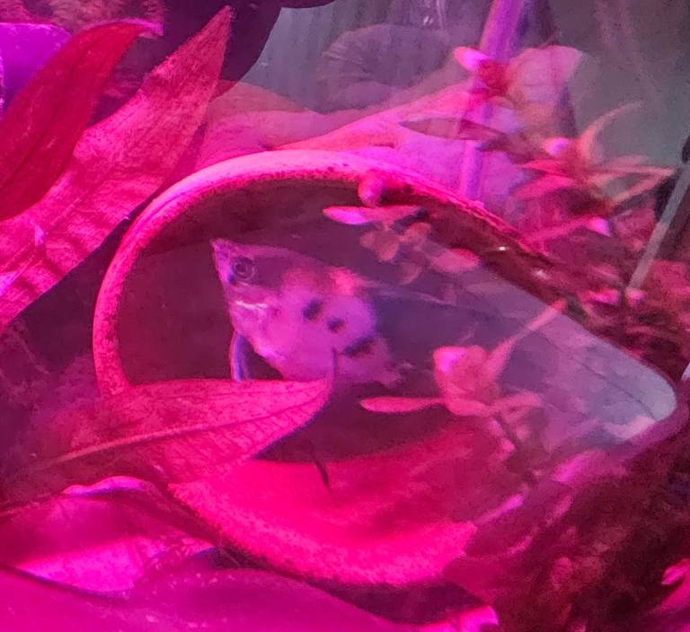 Young adult ANgel fish, and rare Montezuma Swordtails for sale