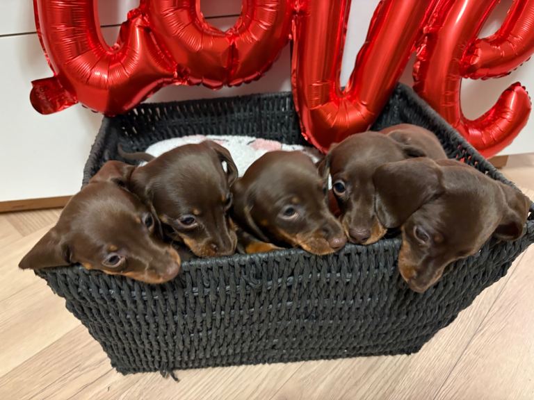 Stunning miniature dachshund 