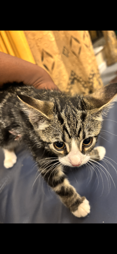 2 Adorable sibling kittens left of the litter 