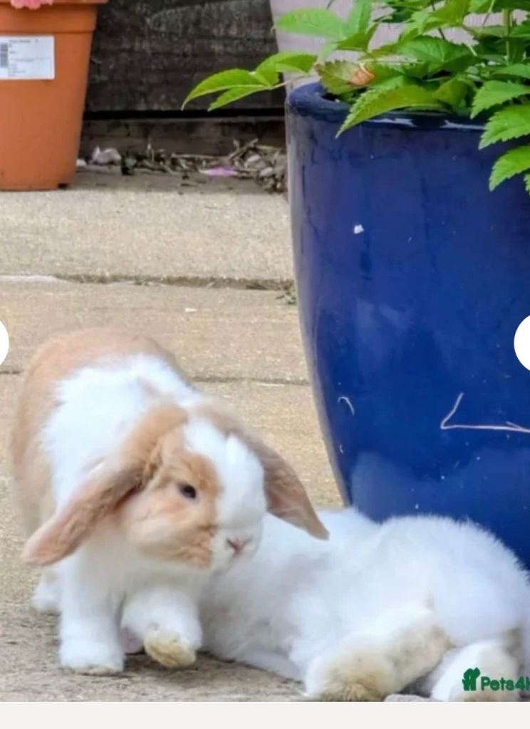 Rabbit pure bred mini lop 