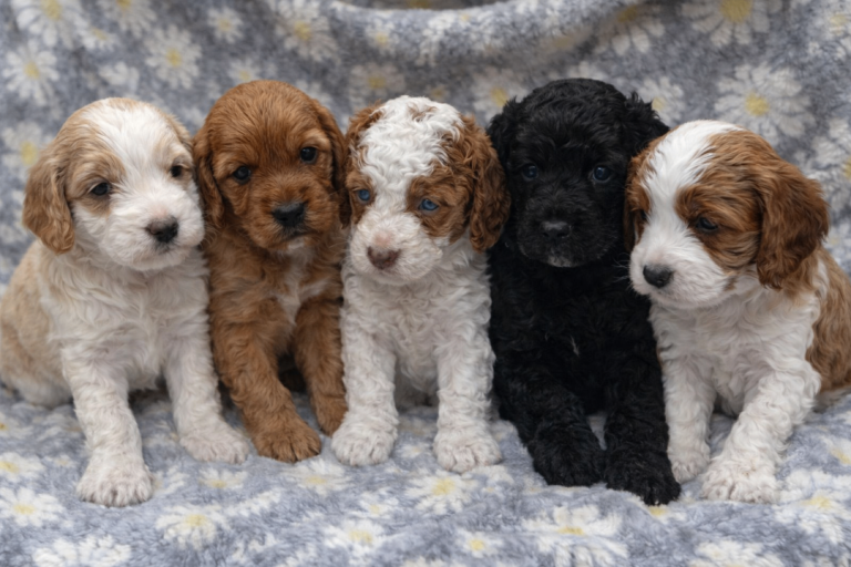 Cockapoo puppies