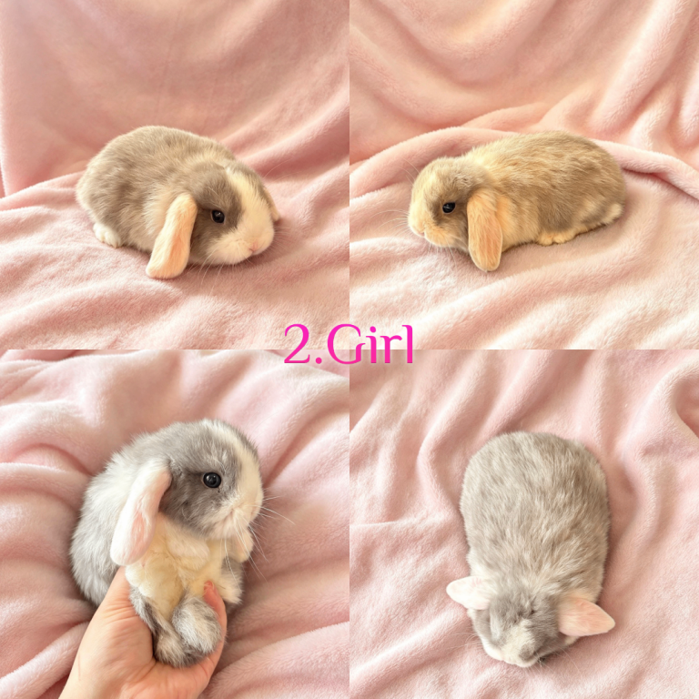Baby Mini Lops (Ready from 18/10)