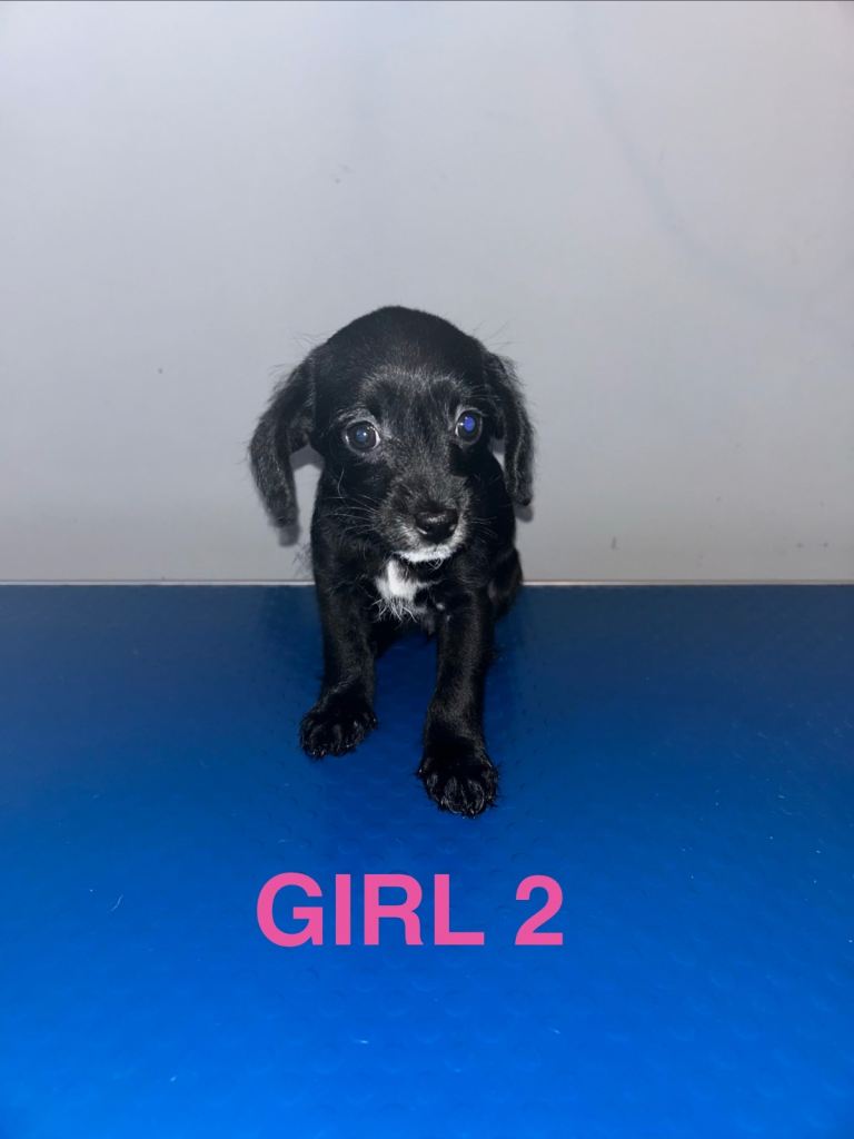 Poochis only 1 black girl left