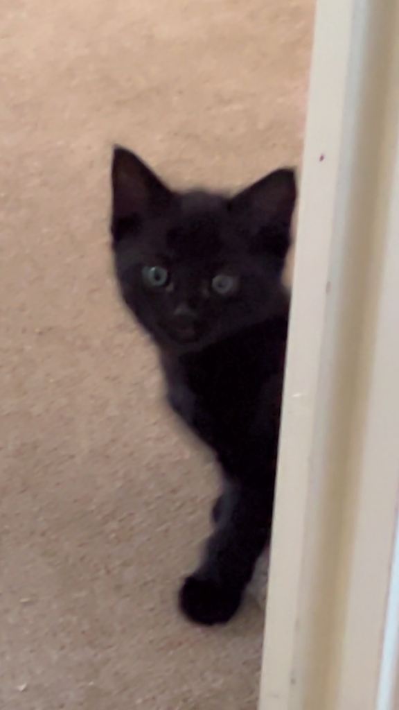 Kittens