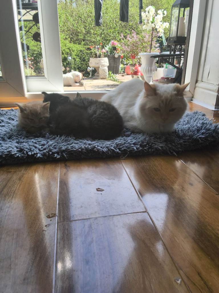 Ragdoll cross kittens