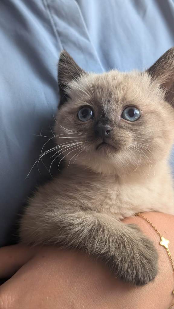 3 absolutely beautiful kittens for sale