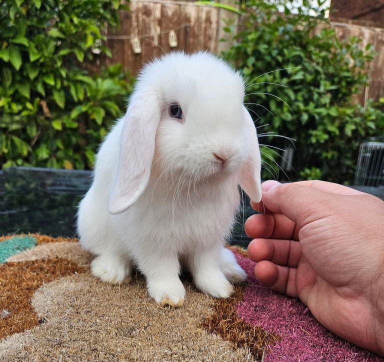 Mini lop baby rabbit (male )