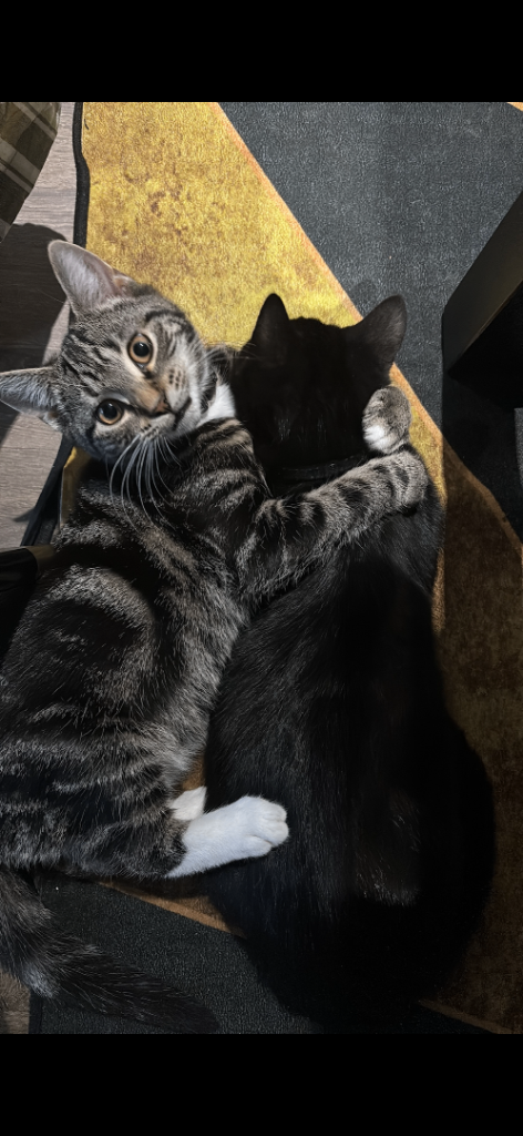 Beautiful male kittens 10 months for sale 