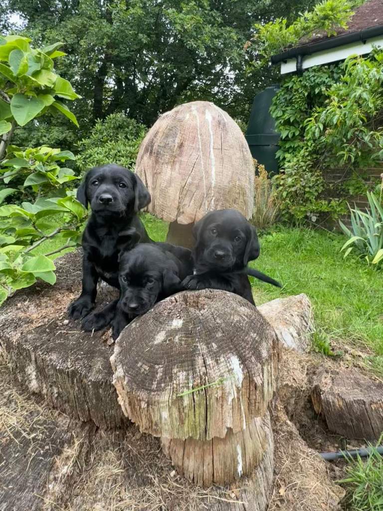Black Labrador puppies