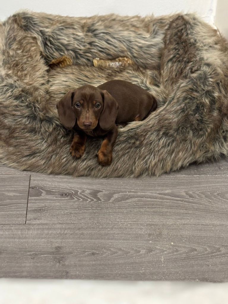 Miniature dachshund male