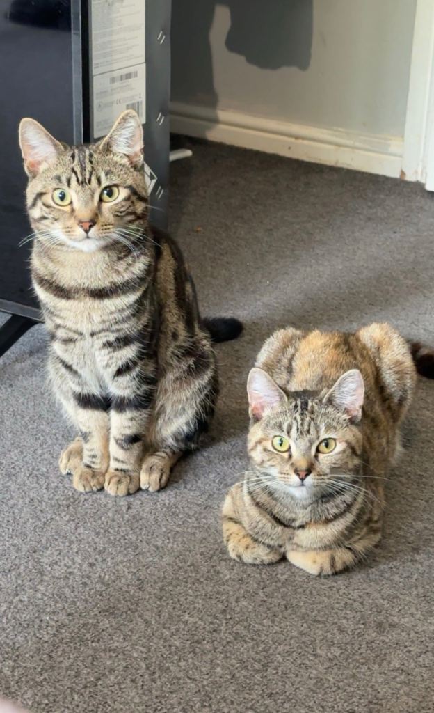 2 beautiful kitten 