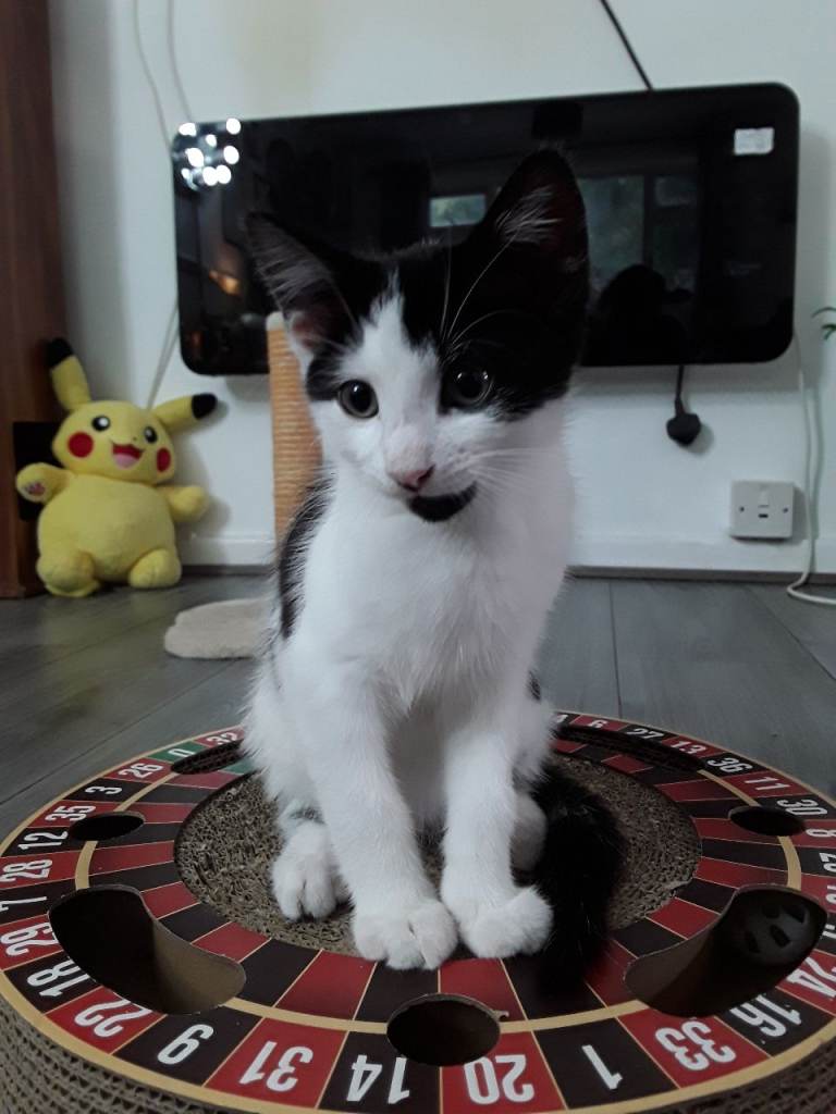 Kittens for sale check description for prices. 