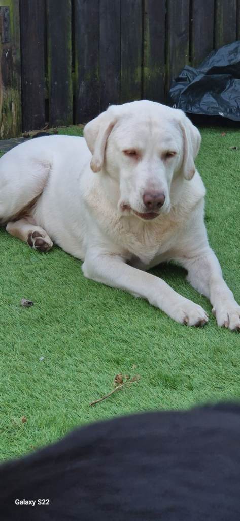 White Labrador