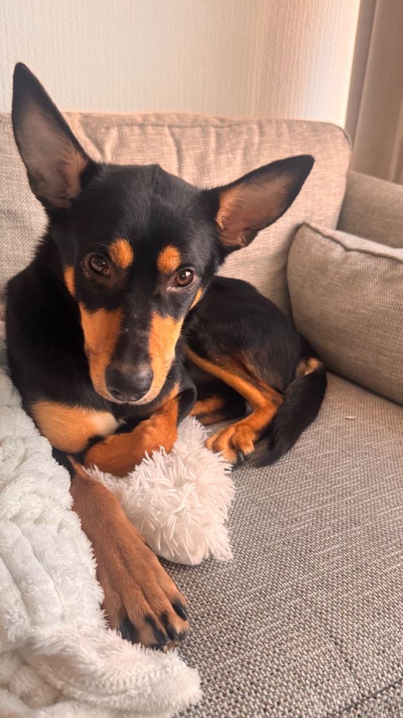 Australian Kelpie - 2 year old dog