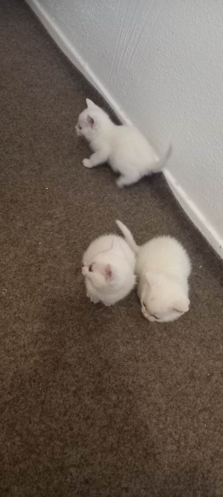 Lovely white kittens 