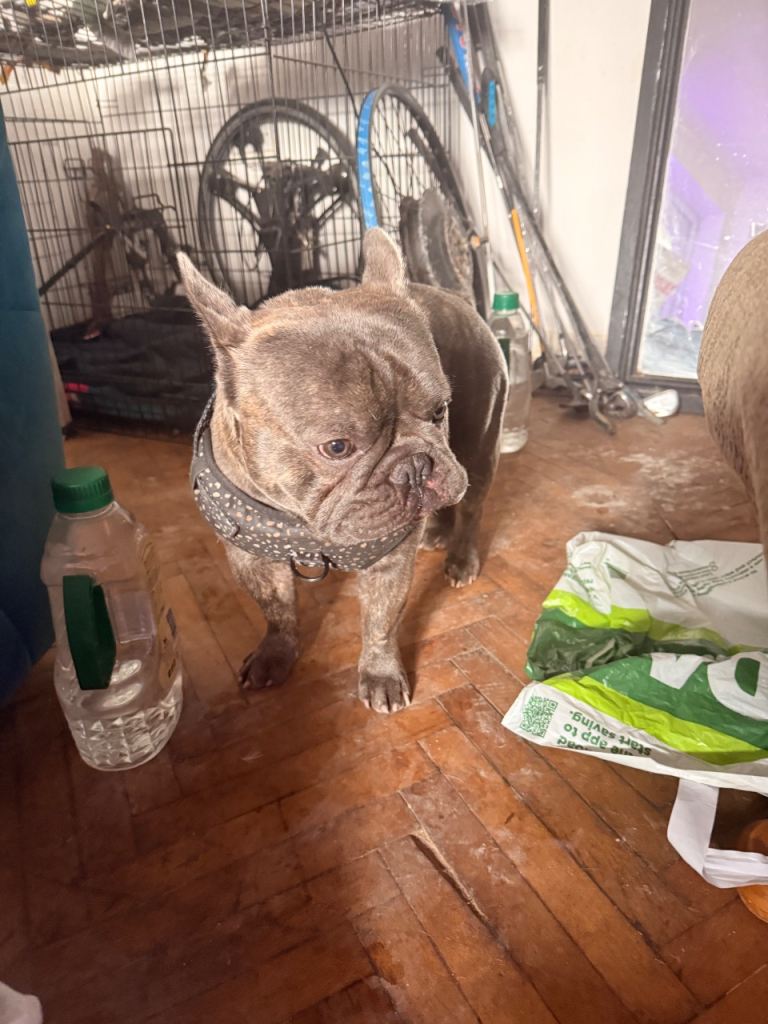 French Bulldog 2 1/2 