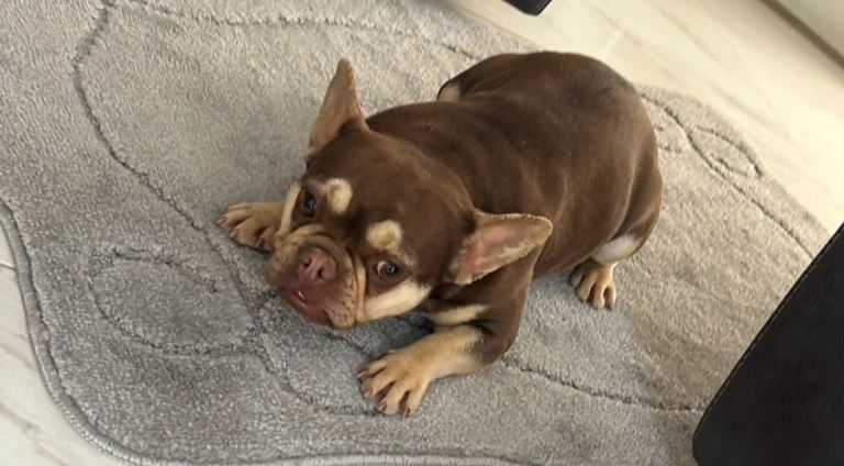 Daisy the Frenchie 
