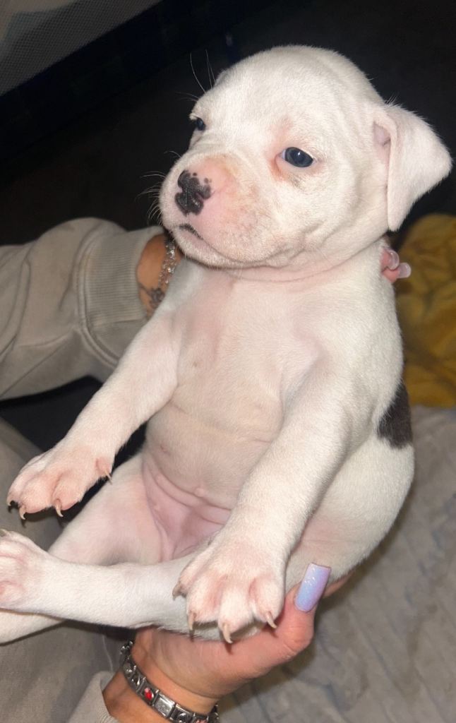 4 LEFT Stunning mix staffy x American pocket bully 