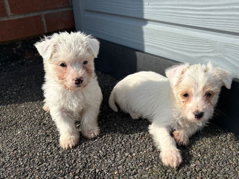 Jack Russel x Maltese 1 girl 1 boy