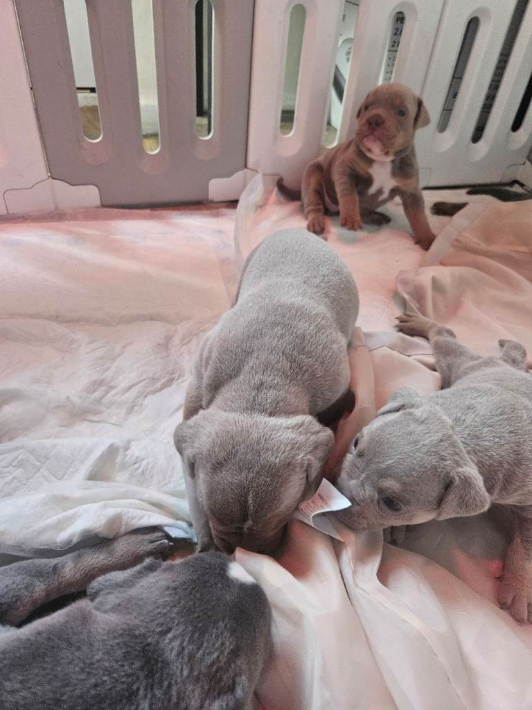 Olde english bulldogges