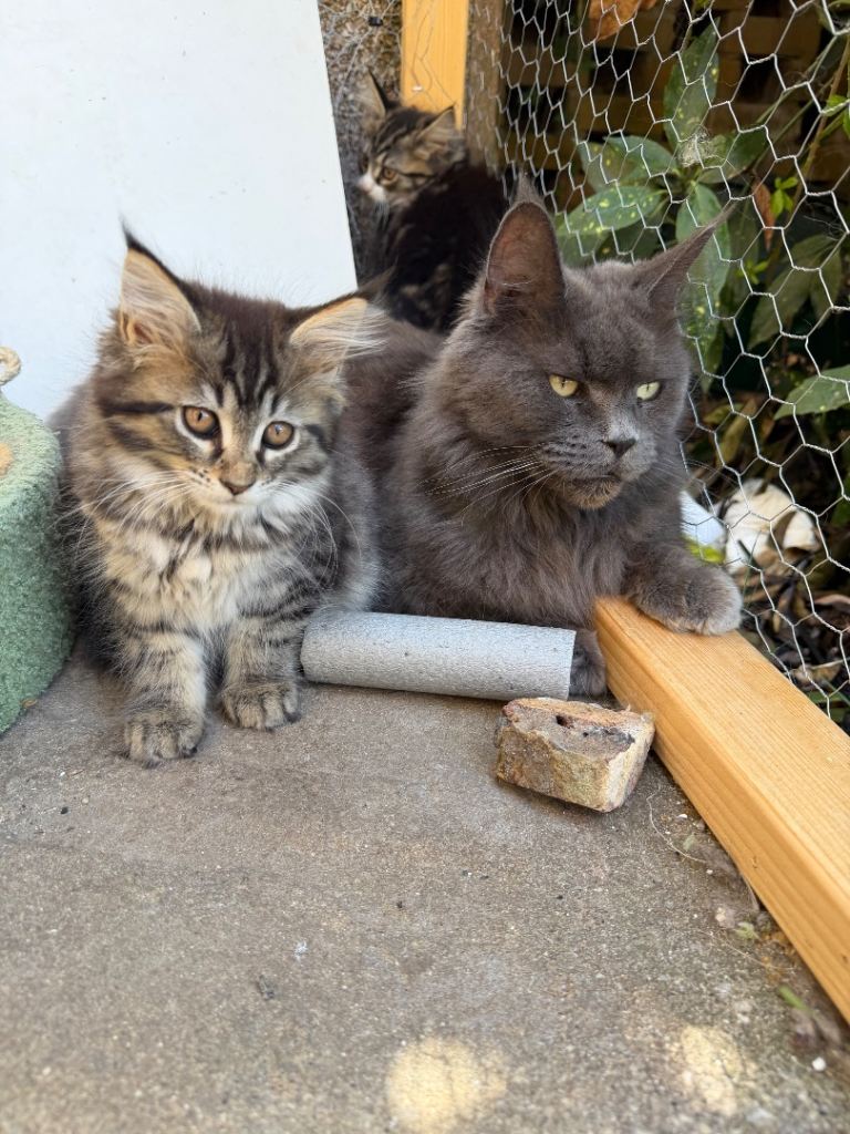 Lovely Maine Coon Kittens 