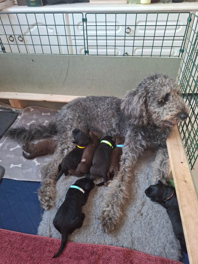 Beautiful F3b labradoodle puppies