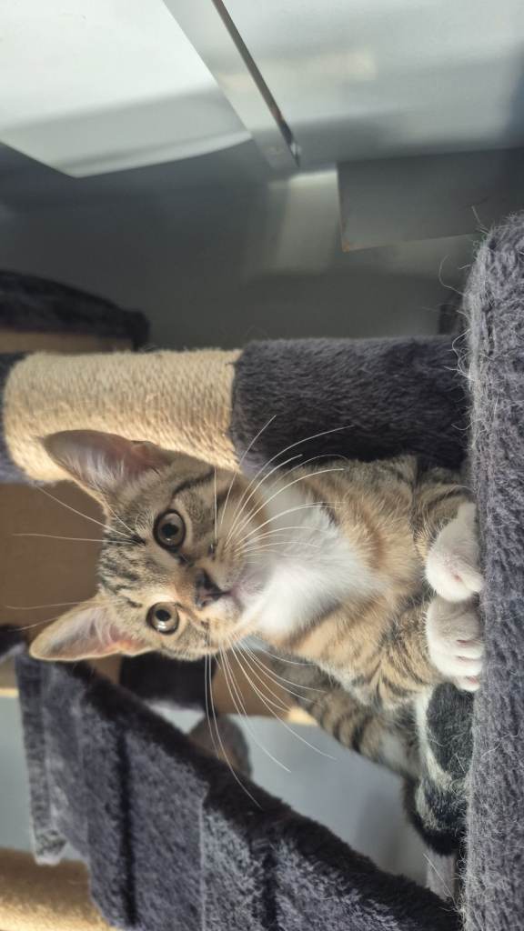 Kittens for sale