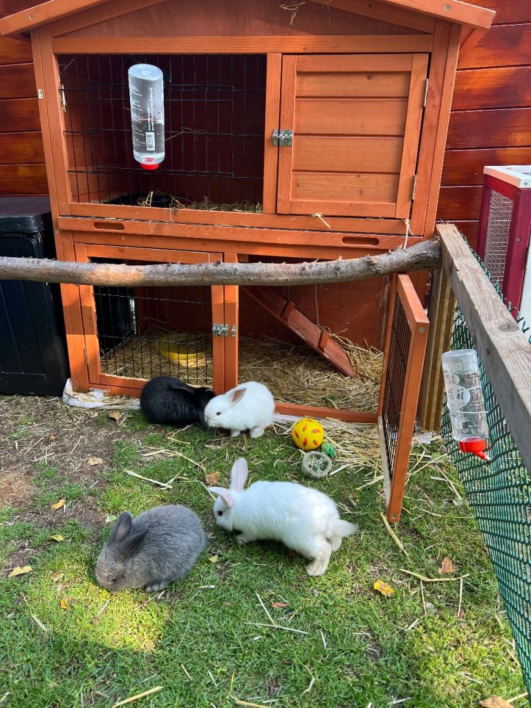 Baby rabbits 
