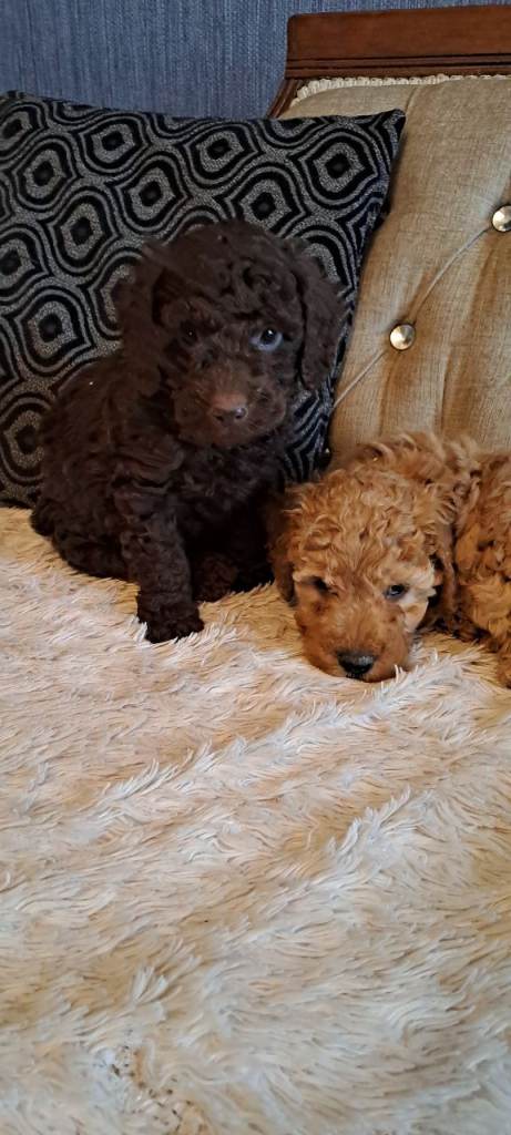 Miniature Poodle Puppies