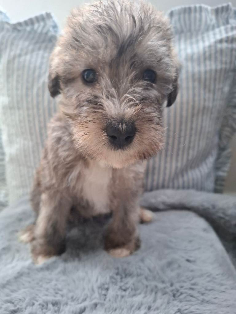 Bedlington whippet puppies
