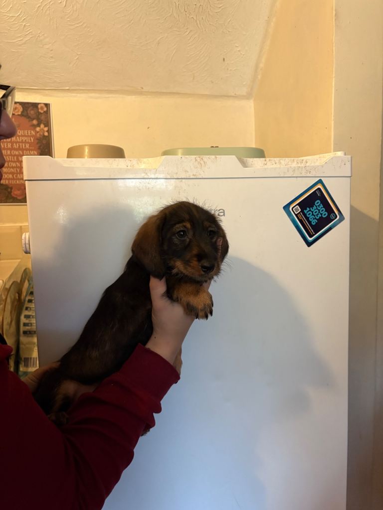 image for READY NOW Beautiful Dorkie pups