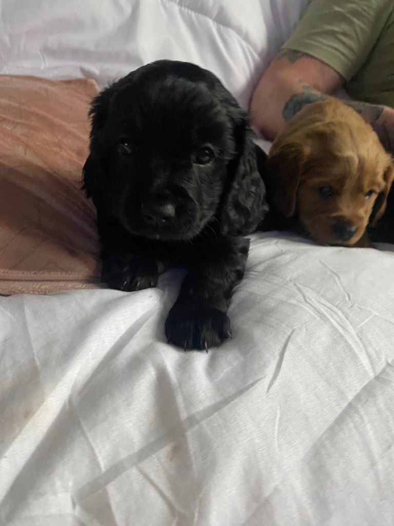 Stunning Cavapoo puppies 